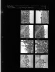 Crop damage from hail (8 Negatives) (July 29, 1963) [Sleeve 55, Folder b, Box 30]